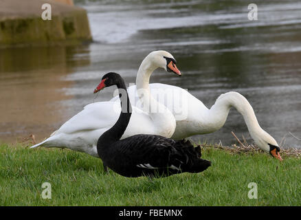 Uno nero e due cigni bianchi in un campo dal fiume Leine, vicino Bordenau, Germania, 14 gennaio 2016. Il cigno nero, effettivamente nativo di Australia, deve avere fuggito da uno zoo o allevatore privato e indossa un anello blu sulla sua caviglia sinistra. Foto: HOLGER HOLLEMANN/DPA Foto Stock