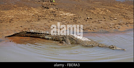 Coccodrillo nel fiume Luangwa, Zambia, Crocodylus niloticus Foto Stock