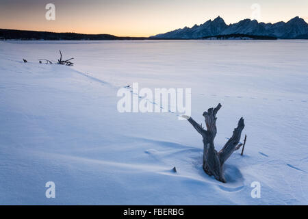 Le tracce degli animali seguire driftwood lungo il lago Jackson diga su un congelati lago Jackson nel Parco Nazionale di Grand Teton, Wyoming. Foto Stock