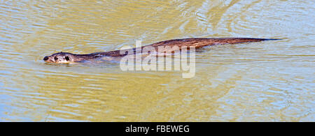 Unione British Lontra Lutra Luta, British Wild Life Centre, Nuova Cappella; East Grinstead, Surrey, Inghilterra, Captive Foto Stock