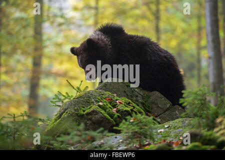 Unione orso bruno / Europaeischer Braunbaer ( Ursus arctos ) intorno di arrampicata sulle rocce in una naturale bosco misto. Foto Stock