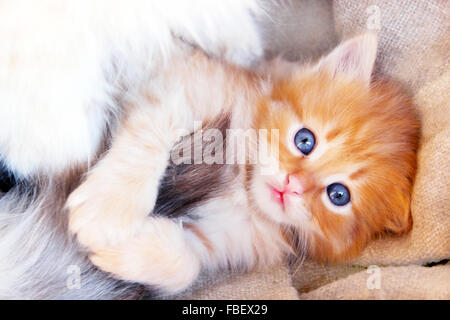 Piccolo divertente gattino con occhi azzurri Foto Stock