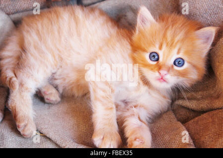 Piccolo divertente gattino con occhi azzurri Foto Stock