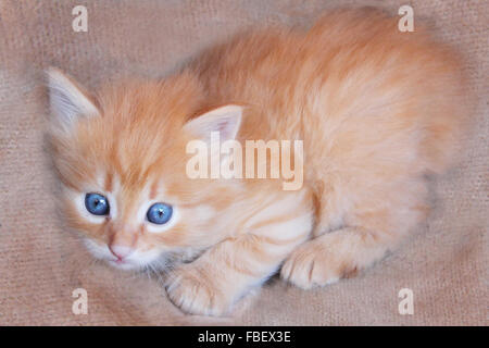 Piccolo divertente gattino con occhi azzurri Foto Stock