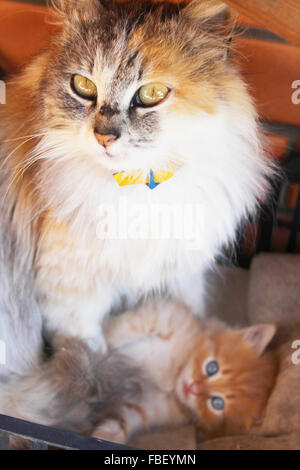 Piccolo divertente gattino con occhi azzurri vicino alla sua madre Foto Stock