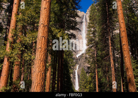 Il parco nazionale di Yosemite Falls e redwoods Foto Stock