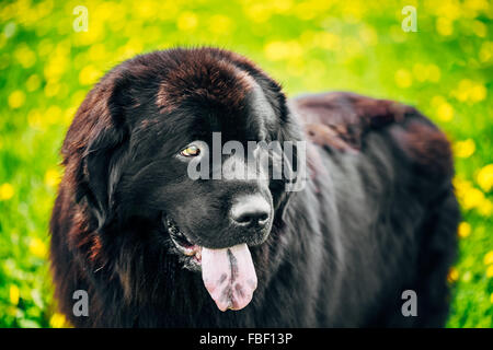 Nero cane di Terranova ritratto in prato estivo. Outdoor Close Up ritratto su erba verde sullo sfondo Foto Stock
