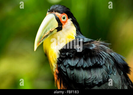 Esotico verde-fatturati toucan bird in ambiente naturale nei pressi di Iguazu Falls, di Foz do Iguacu, Brasile. Foto Stock