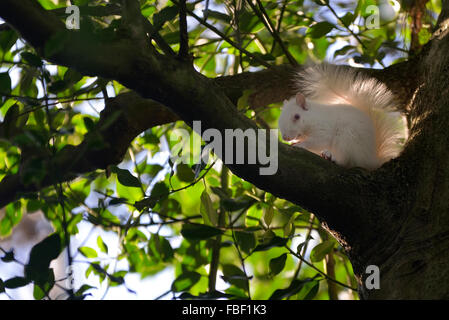 Hastings, Inghilterra. Il 15 gennaio 2016. Un raro scoiattolo albino avvistato in Alexandra Park, Hastings, East Sussex, Inghilterra. Regno Unito. Foto Stock
