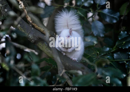 Hastings, Inghilterra. Il 15 gennaio 2016. Un raro scoiattolo albino avvistato in Alexandra Park, Hastings, East Sussex, Inghilterra. Regno Unito Foto Stock