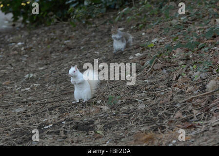 Hastings, Inghilterra. Il 15 gennaio 2016. Un raro scoiattolo albino avvistato in Alexandra Park, Hastings, East Sussex, Inghilterra. Regno Unito Foto Stock