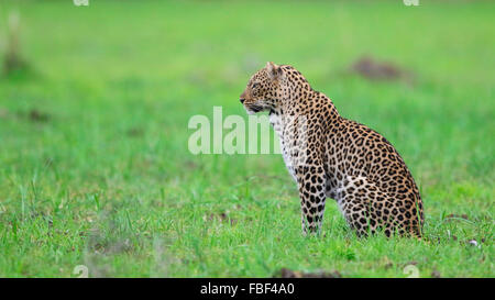 Leopard seduto in verde Foto Stock