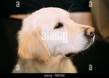 Close up Young White Labrador Retriever cane seduto sul pavimento in legno Foto Stock