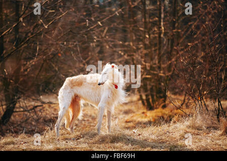 White Russian Wolfhound cane, cane, Russo caccia, Sighthound, Russkaya Psovaya Borzaya, Psovoi. La stagione autunnale Foto Stock