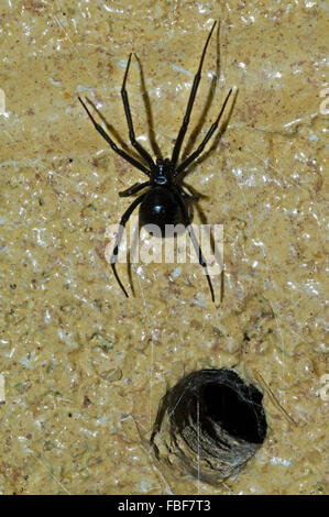 Western black widow spider / western vedova (Latrodectus hesperus) femmina lasciando scavano nella parete, nativo di western America del Nord Foto Stock