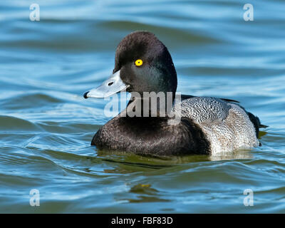 Maschio Scaup minore Foto Stock