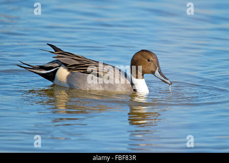 Maschio di Northern Pintail Duck Foto Stock