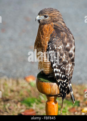 Red-Shouldered Hawk Foto Stock