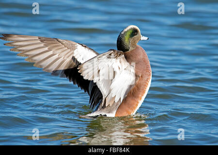 Maschio di American Wigeon sbattimenti Ali Foto Stock