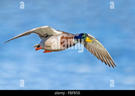 Maschio di Germano reale in volo Foto Stock