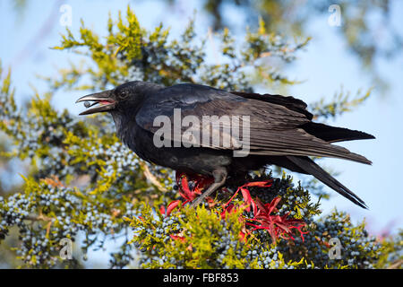 Crow mangiare i frutti di bosco Foto Stock