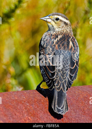 Femmina rosso-winged Blackbird Foto Stock