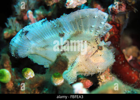 Scorfani foglia (Taenianotus Triacanthus, aka Pesci balestra, Paperfish). Flores, Indonesia Foto Stock