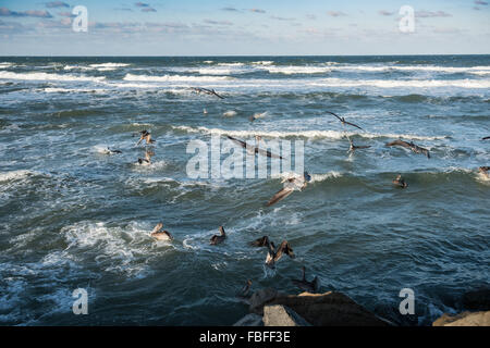 Un grande gruppo di Brown Pellicans (Pelicanus occidentalis) che atterrano nell'Oceano Atlantico surf vicino ad un molo, Daytona Beach, Florida, Stati Uniti. Foto Stock