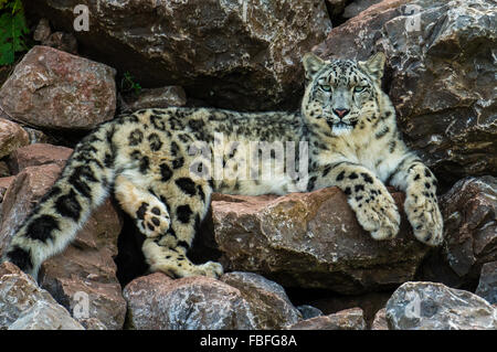 Snow Leopard (Uncia uncia) Foto Stock