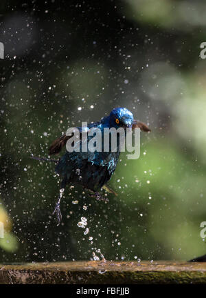 Cape glossy starling avente una vasca da bagno in un Bagno uccelli Foto Stock