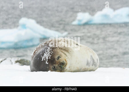 Adulto guarnizione di weddell dormire su Ronge Isola, l'Antartide. Foto Stock