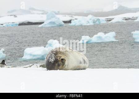 Adulto guarnizione di weddell dormire su Ronge Isola, Antartide con iceberg galleggianti nelle acque. Foto Stock