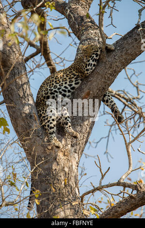 Leopard dormire nella forcella di un albero Foto Stock