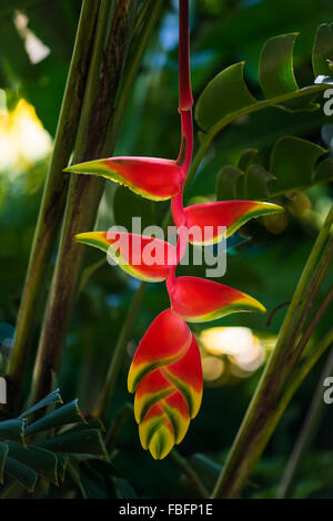 Appendere lobster claw Heliconia rostrata fiore tropicale luminoso rosso giallo verde della flora di piante a Tobago Caraibi Foto Stock