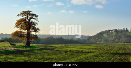 Paesaggio dal ponte nuovo, con antica quercia. Un rurale scena invernale nel Somerset, Regno Unito, dominato da un grande albero di quercia Foto Stock