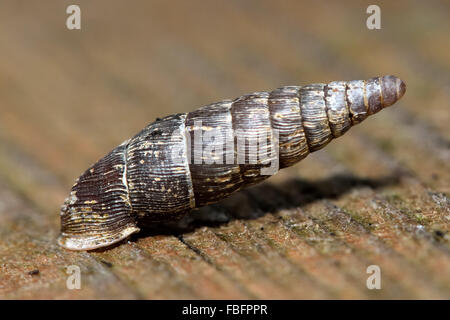 Due porta dentata lumaca (Clausilia bidentata). Una lumaca nella famiglia Clausiliidae mostrante la texture sulla shell Foto Stock