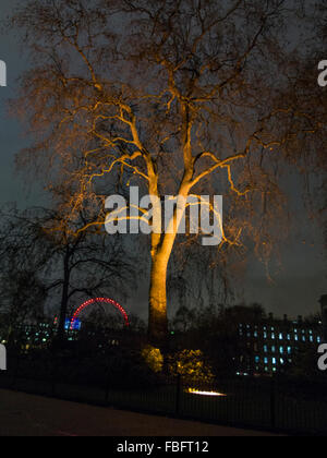 Un albero illuminato in St James Park nel centro di Londra con il London Eye e Horseguard's Parade in background Foto Stock