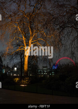Un albero illuminato in St James Park nel centro di Londra con il London Eye e Horseguard's Parade in background Foto Stock