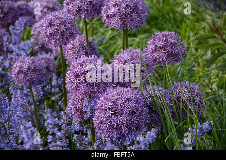 Il genere di cipolla Allium comprende piante monocotiledoni piante fiorite e include la cipolla, aglio, erba cipollina, scalogno, scalogno, un Foto Stock