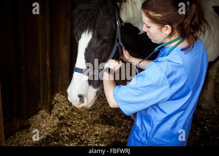 Vet esaminando il cavallo in stabile Foto Stock