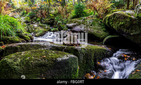 Foto scattata al creek "Kleine ohe' Foresta Bavarese in Baviera, Germania, in ottobre. Foto Stock