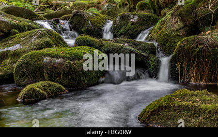 Foto scattata al creek "Kleine ohe' Foresta Bavarese in Baviera, Germania, in ottobre. Foto Stock