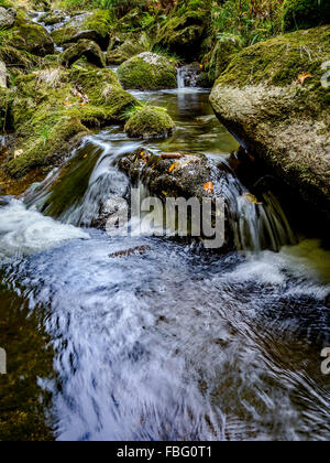 Foto scattata al creek "Kleine ohe' Foresta Bavarese in Baviera, Germania, in ottobre. Foto Stock