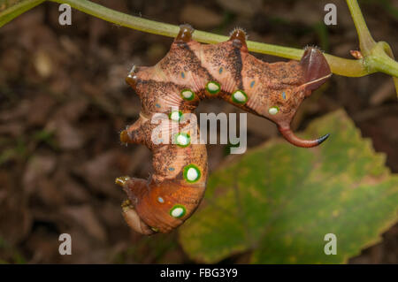 Caterpillar di bianco-brow hawk moth, Gnathothlibus ere, a Glenbrook, Nuovo Galles del Sud, Australia. Foto Stock