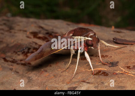 Bianco-brow hawk moth, Gnathothlibus ere, a Glenbrook, Nuovo Galles del Sud, Australia. Foto Stock