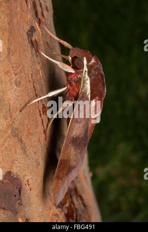 Bianco-brow hawk moth, Gnathothlibus ere, a Glenbrook, Nuovo Galles del Sud, Australia. Foto Stock