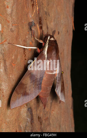Bianco-brow hawk moth, Gnathothlibus ere, a Glenbrook, Nuovo Galles del Sud, Australia. Foto Stock