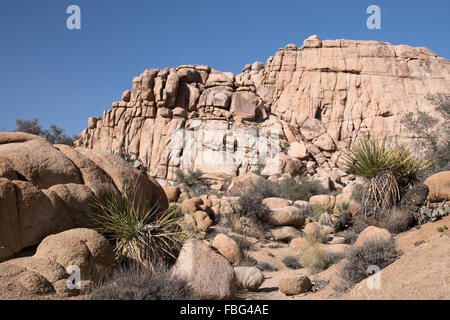 Joshua Tree National Park è situato nel sud-est della California, Stati Uniti d'America. Foto Stock