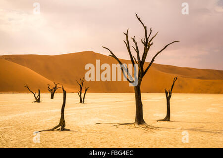 Morto il camel Thorn trees (Vachellia erioloba) a Dead Vlei, Namibia Foto Stock
