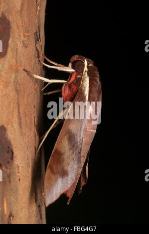 Bianco-brow hawk moth, Gnathothlibus ere, a Glenbrook, Nuovo Galles del Sud, Australia. Foto Stock